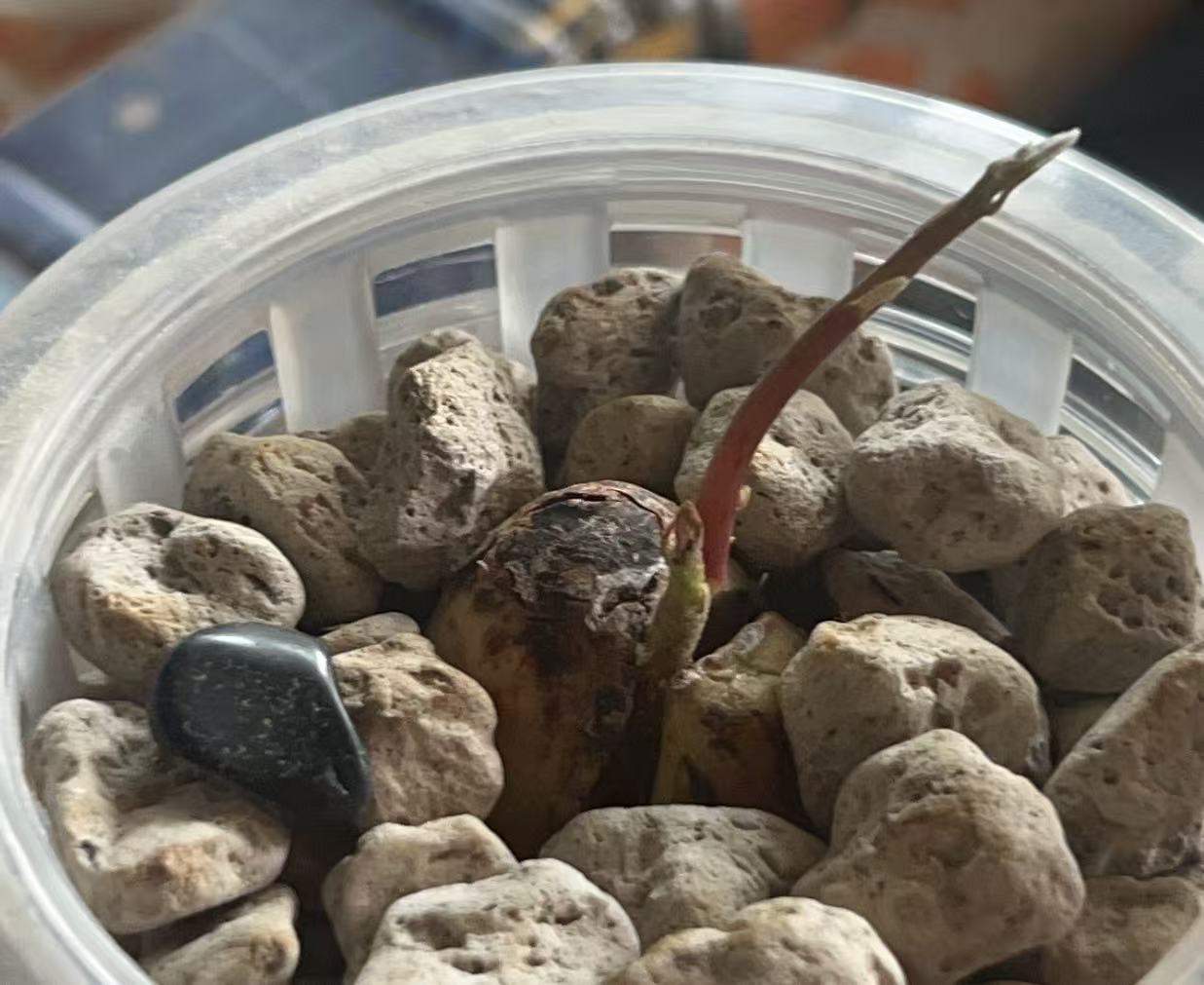 免费古籍《三天秘法》玉皇掌之催生牛油果一例